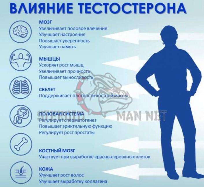 как влияет тестостерон на организм